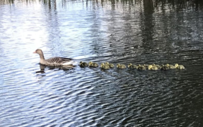 Als leider vooropgaan in verandering…